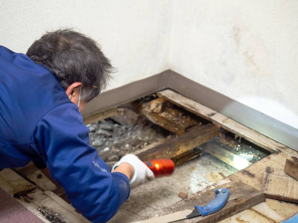 Best Insurance-Related Mold Remediation in Lewisburg, WV