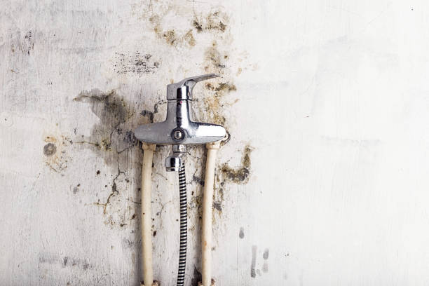 Best Black Mold Remediation in Lewisburg, WV