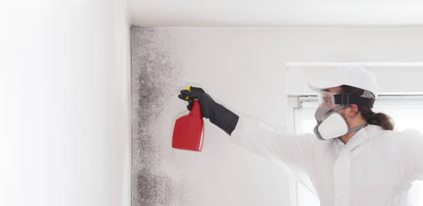 Best Emergency Mold Remediation in Lewisburg, WV