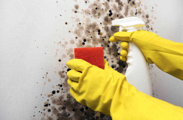 Best Emergency Mold Remediation in Lewisburg, WV