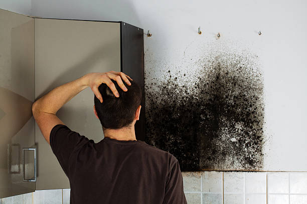 Best Bathroom Mold Remediation in Lewisburg, WV