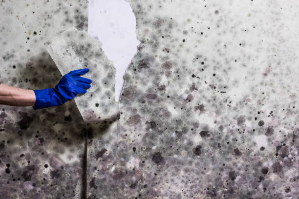 Best Basement Mold Remediation in Lewisburg, WV