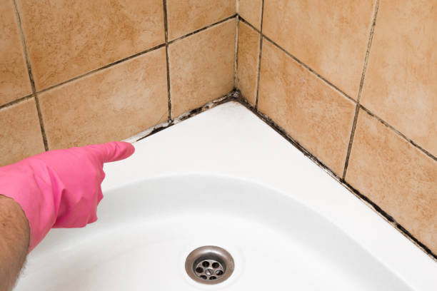 Best Mold Testing and Inspection Services in Lewisburg, WV